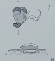 Click for full size image of Duenenfaehr Steingrab (1) (PID:182464) Duenenfaehr Steingrab (1)