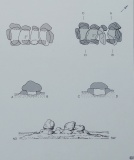 Midlum Hohensteine