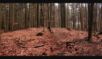 Click for full size image of Lamstedt Steenaben (PID:45757) Lamstedt Steenaben