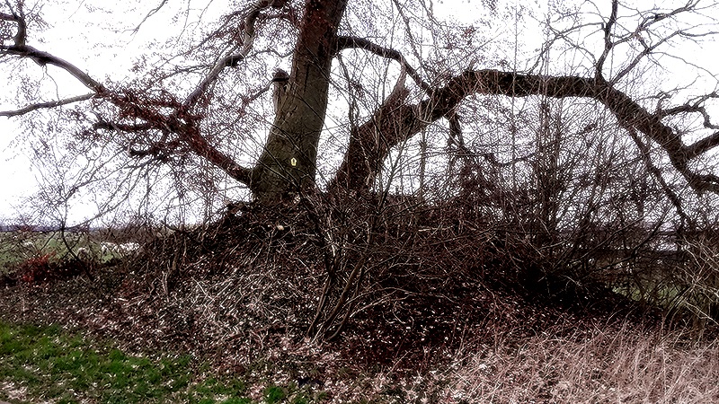 Click for the gallery page to add comments and vote (PID:208933) Grabhügel Groß Görnow
