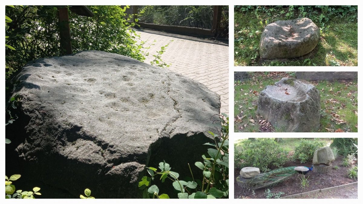 Schälchenstein und Mahlsteinsammlung im Tierpark Wolgast