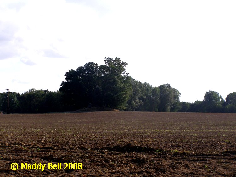 Click for full size image of Proseken Steingrab (PID:42282) Proseken Steingrab