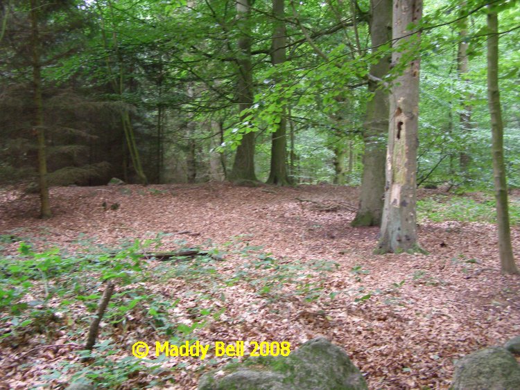 Click for the gallery page to add comments and vote (PID:42304) Everstorfer Forst Nord (4)
