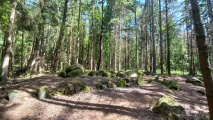 Everstorfer Forst Sued (4)