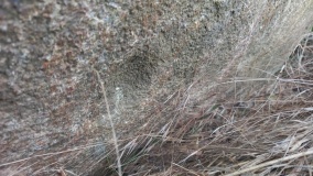 Schälchenstein Brietzig