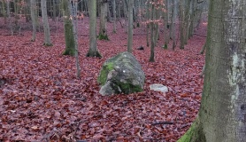 Caselow Forst Schalenstein 7