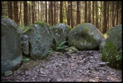 Everstorfer Forst Sued (4)