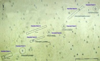 Click for full size image of Everstorfer Forst Nord (1) (PID:38137) Everstorfer Forst Nord (1)