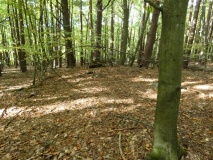 Goldenbaum South burial mound field - PID:298133