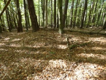Goldenbaum South burial mound field