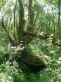 Click for full size image of Twietfort Steingrab 1 (PID:89756) Twietfort Steingrab 1