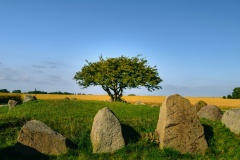 Nobbin Riesenberg