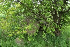 Schwarzer Berg
