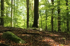 Gnewitz Stone Circle - PID:277881