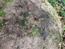 Caselow Forst Schalenstein 1