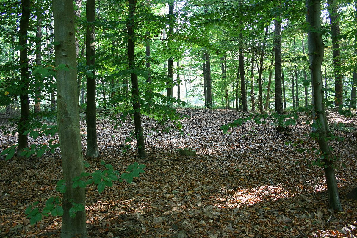 Grabhügelfeld Marienbaum