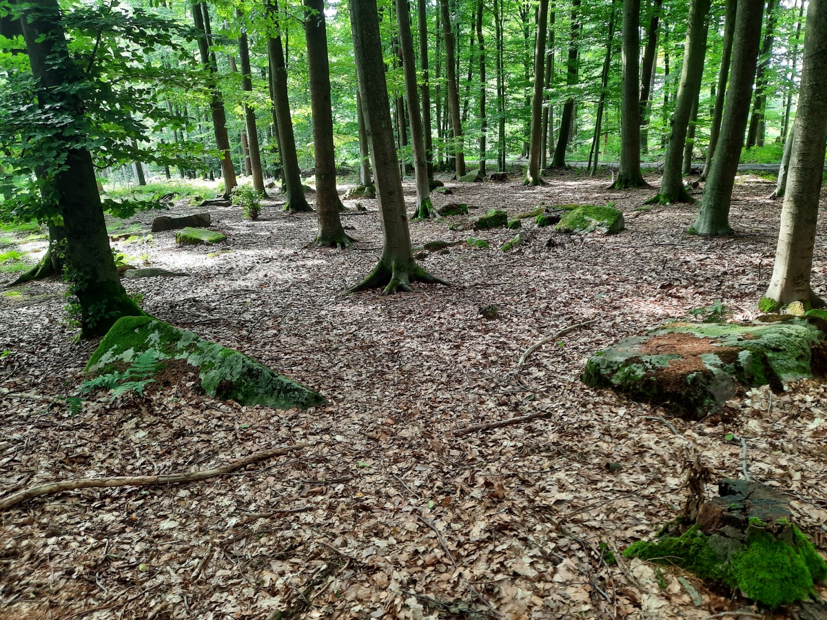 Leistruper Wald Steinsetzung (III)