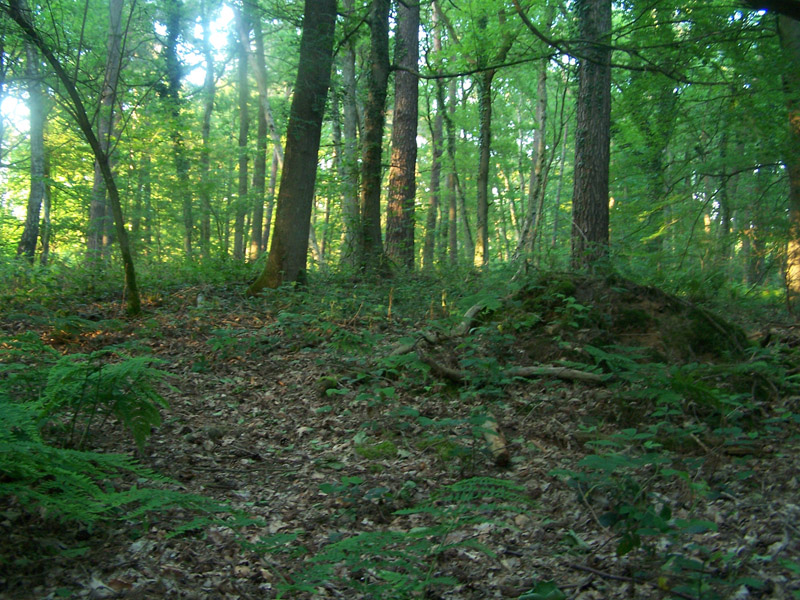 Huegelgraeberfeld Buergerbusch
