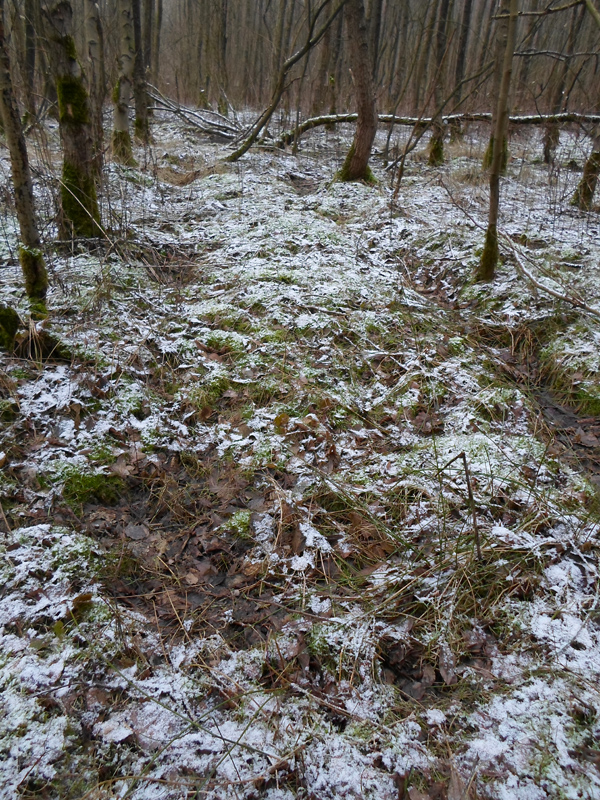 Grabhügelfeld Dülmen-Welte