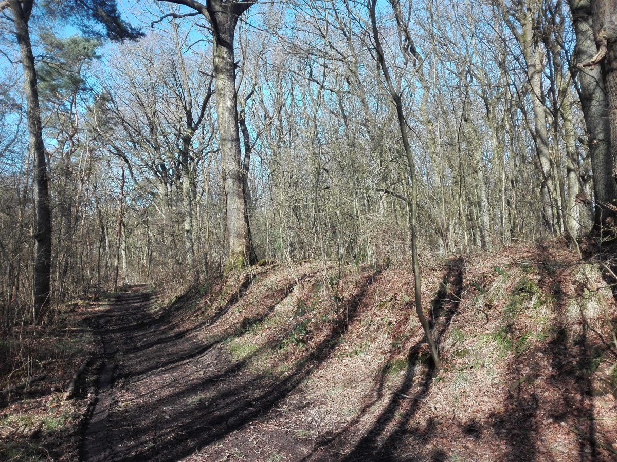 Sinsener Wallburg