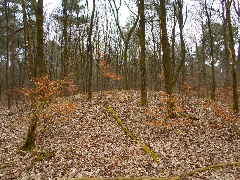 Click for the gallery page to add comments and vote (PID:146251) Grabhügelfeld Westruper Heide - Nord