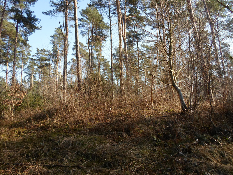 Click for the gallery page to add comments and vote (PID:162311) Grabhügel, Mkz. 4008,33