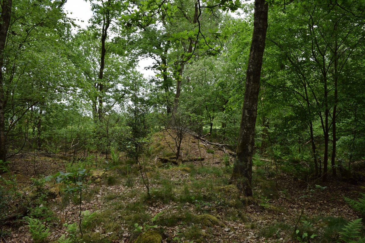 Radberg