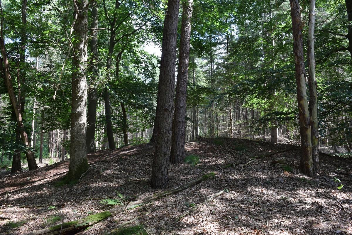 Grabhügelfeld Kalbeck (PID:228938) Grabhügelfeld Kalbeck