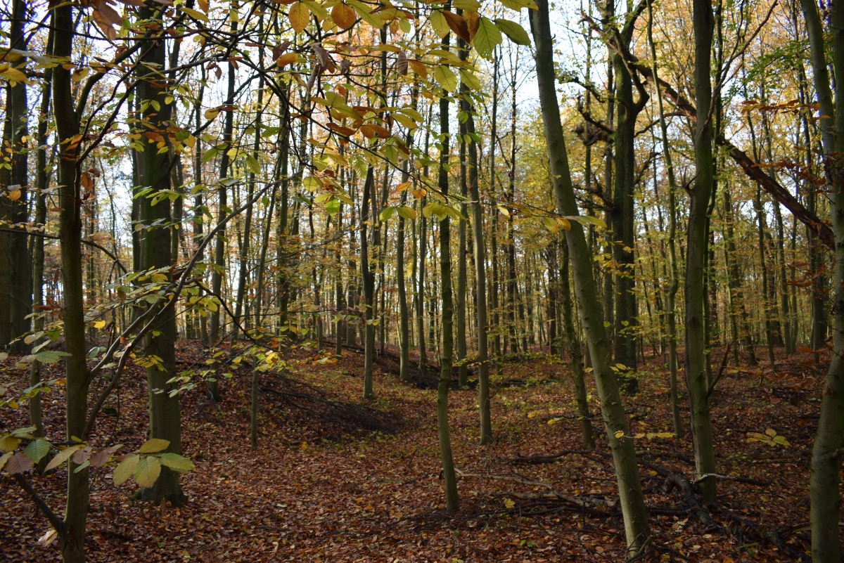 Click for full size image of Wallburg Hülser Berg (PID:266949) Wallburg Hülser Berg