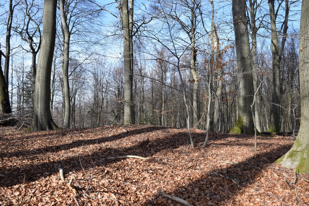 Click for the gallery page to add comments and vote (PID:223551) Grabhügelgruppe am Rehbocksweg
