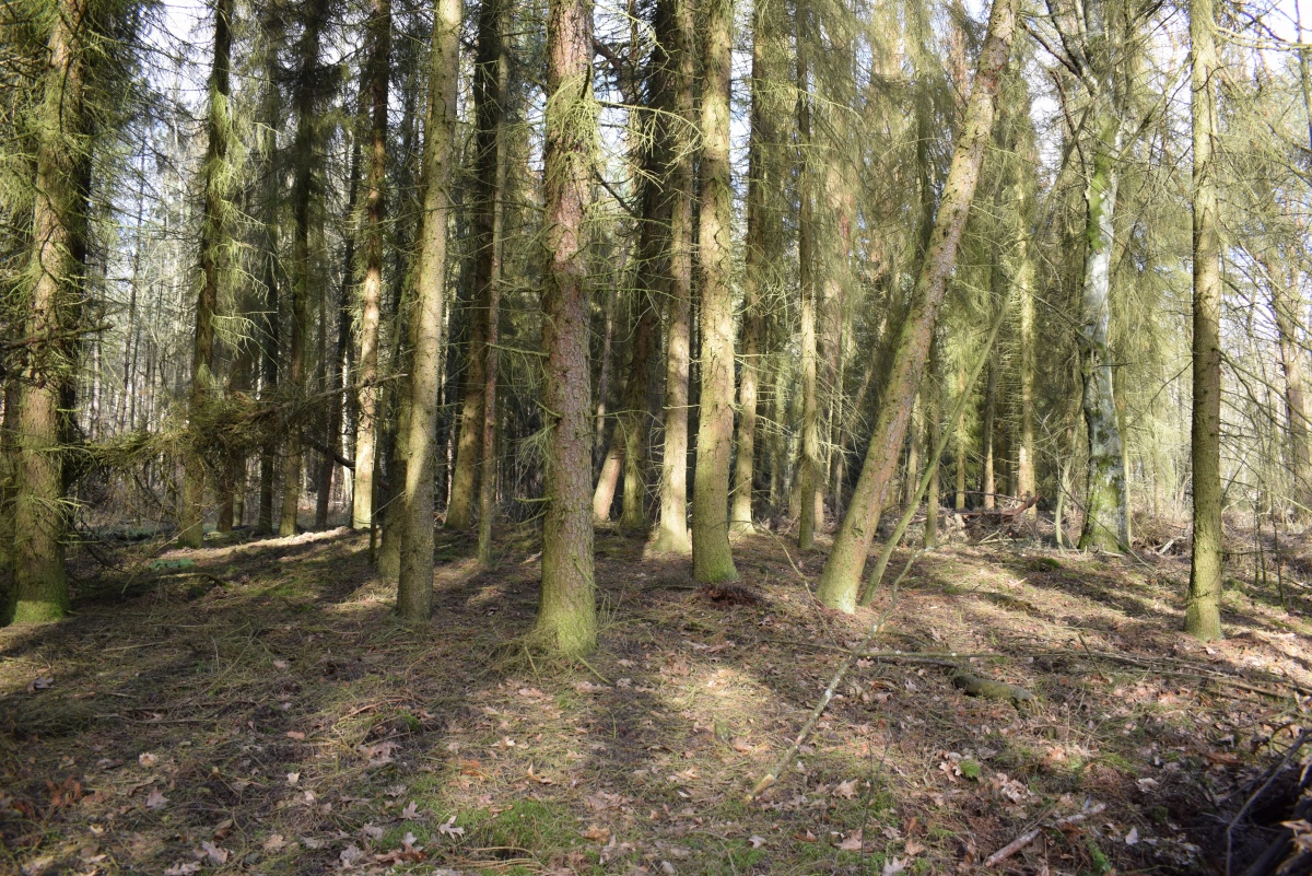 Grabhügel Brüggener Wald