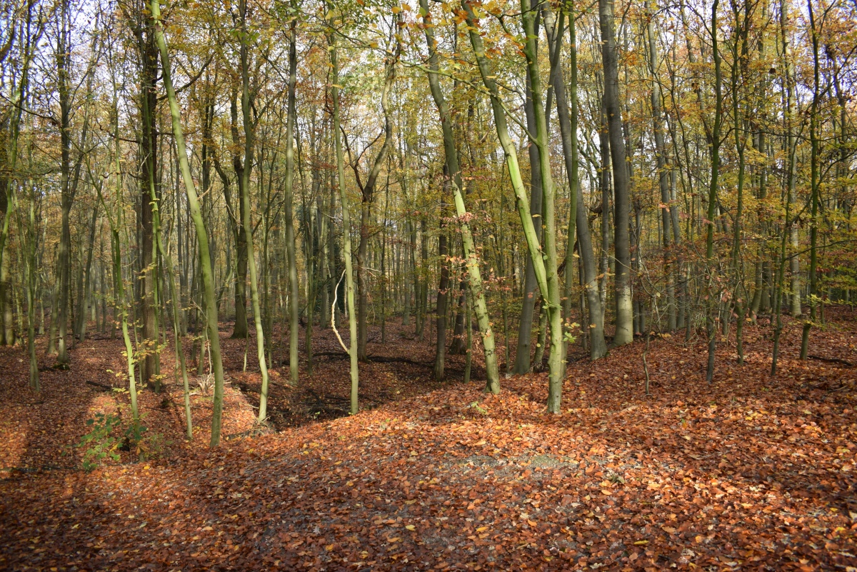 Wallburg Hülser Berg