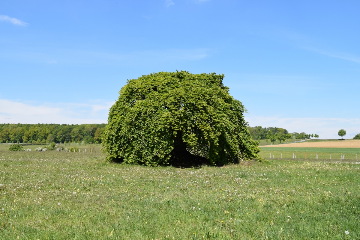 Grabhügel Hängebuche