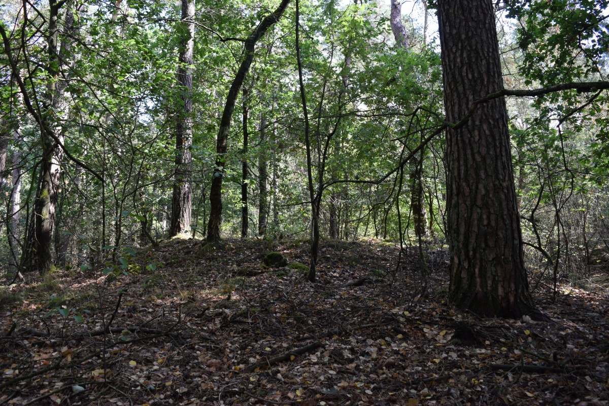 Grabhügelgruppe Sebbelheide
