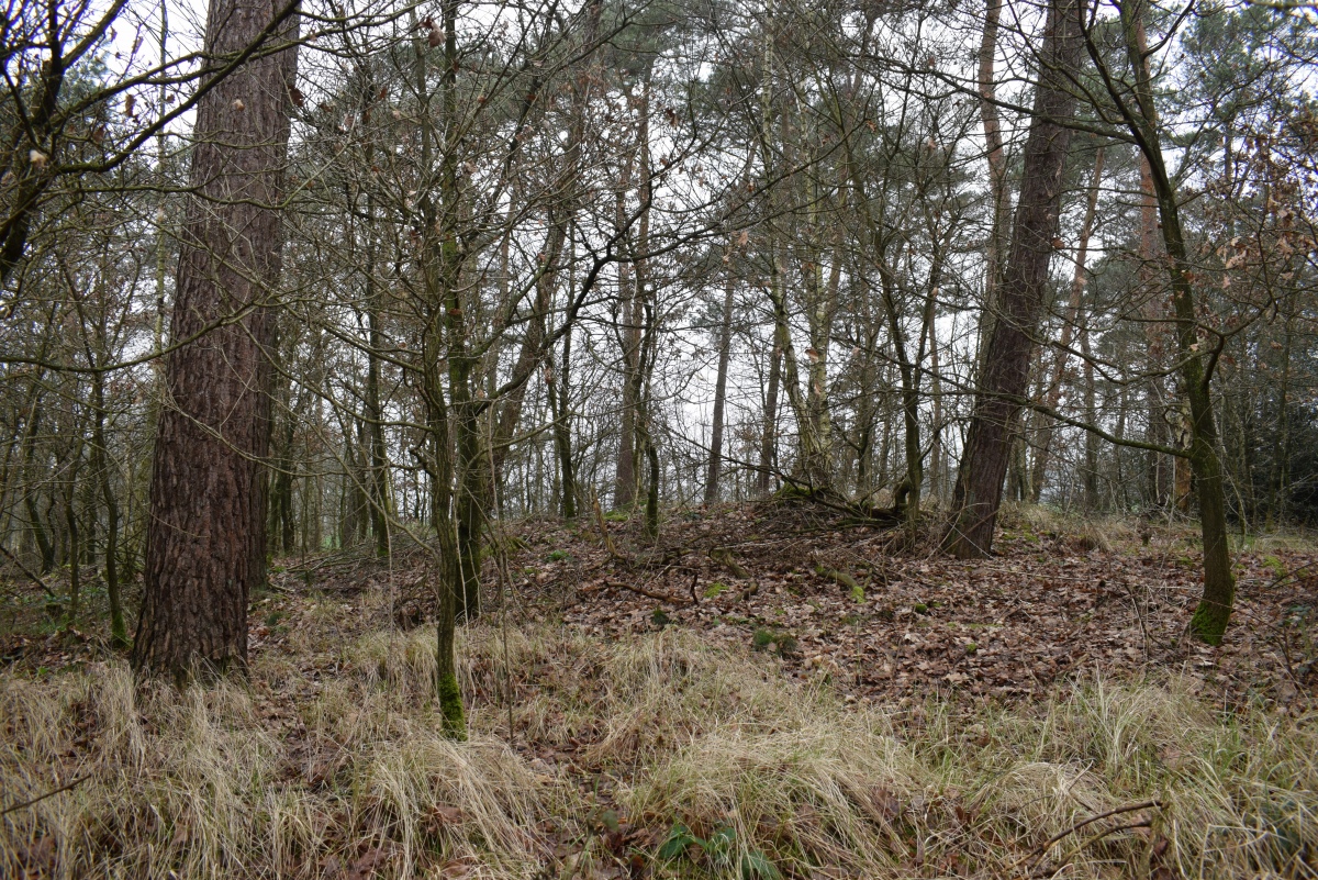 Click for full size image of Grabhügelgruppe Bönninghardt (PID:269572) Grabhügelgruppe Bönninghardt