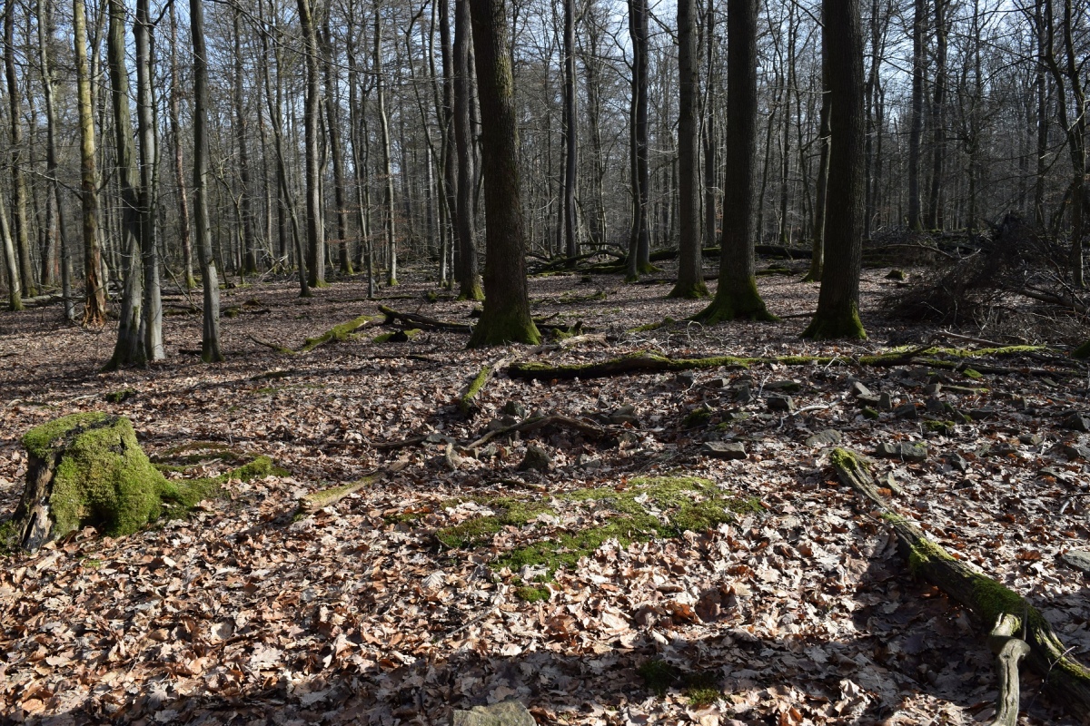 Click for the gallery page to add comments and vote (PID:223550) Grabhügelgruppe am Alten Holzweg