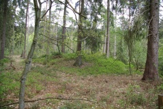Grabhügelgruppe Weginghauser Bruch