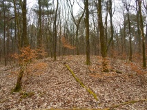 Grabhügelfeld Westruper Heide - Nord