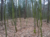 Grabhügelfeld Westruper Heide - Ost