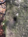 Click for full size image of Kaiserswerth Menhir (PID:192695) Kaiserswerth Menhir
