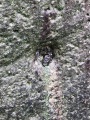 Click for full size image of Kaiserswerth Menhir (PID:192697) Kaiserswerth Menhir
