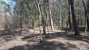 Huegelgraeberfeld Koenigsforst NW