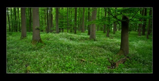 Weisses Holz Huegelgrab (1)
