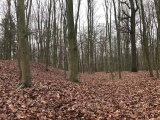 Click for full size image of Wallburg Hülser Berg (PID:161966) Wallburg Hülser Berg