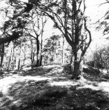 Grabhügelfeld Ladbergen