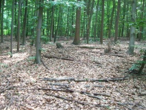 Huegelgraeberfeld Koeln-Dellbrueck