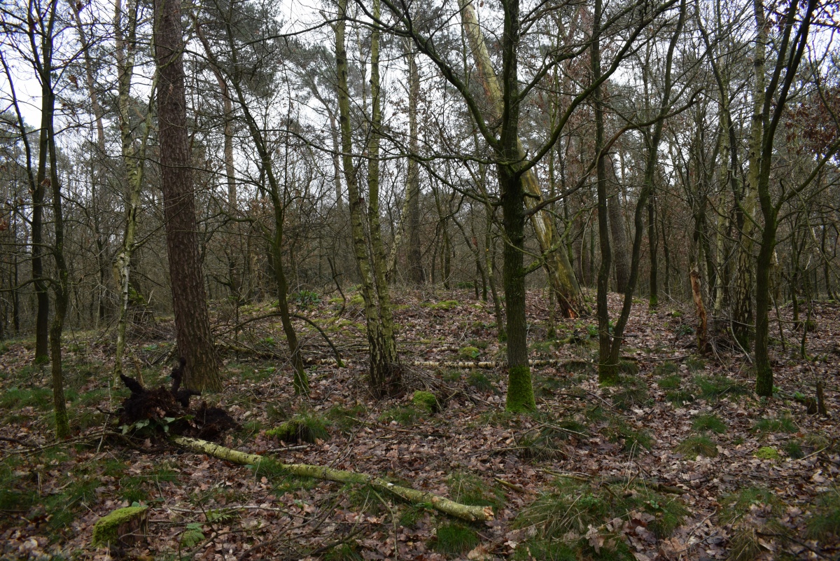 Grabhügelgruppe Bönninghardt (PID:269571) Grabhügelgruppe Bönninghardt
