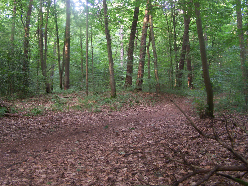 Huegelgraeberfeld Duennwalder Wald Sued