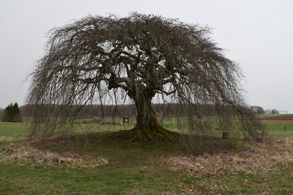 Grabhügel Hängebuche