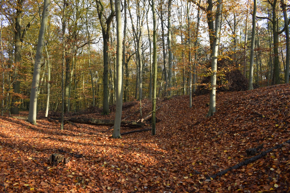 Click for full size image of Wallburg Hülser Berg (PID:266948) Wallburg Hülser Berg